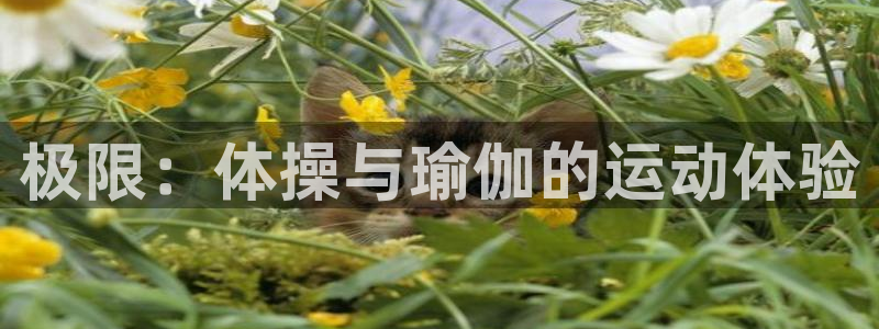 3377体育官网下载软件：极限：体操与瑜伽的运动体验